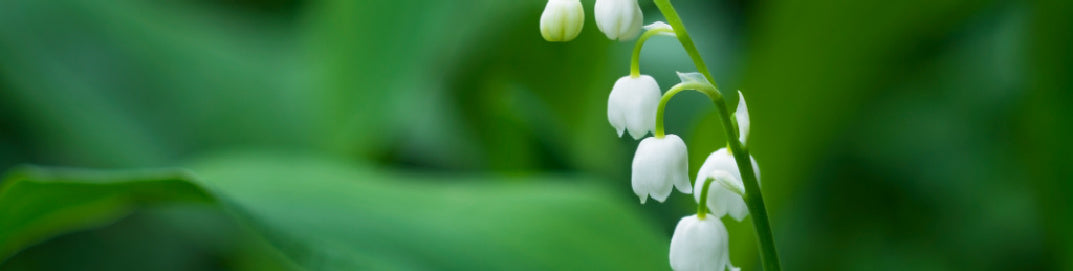 "Delicate lily of the valley flowers in full bloom, symbolizing freshness, elegance, and the timeless beauty of floral fragrances.