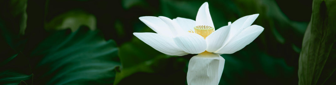 A lotus on a pond with green leaves. This peaceful scene represents the essence of mindful beauty and the 'Taking Care of Me' campaign, promoting self-care, tranquility, and well-being.